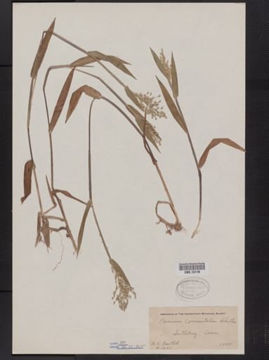 Panicum commutatum