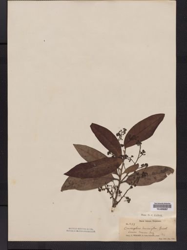 Ocotea