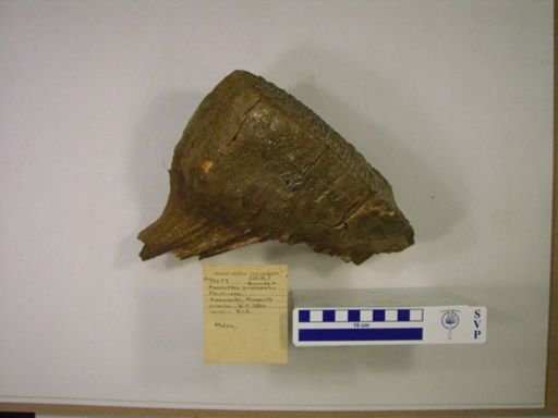 Mammuthus