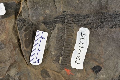 Pecopteris sp.