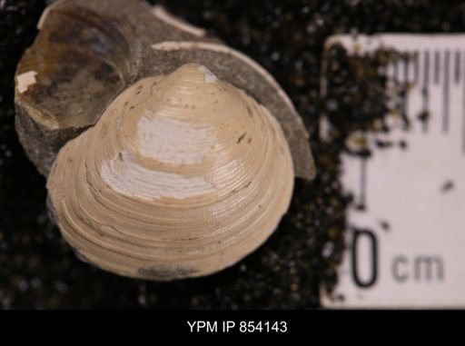 Limopsis striatopunctatus