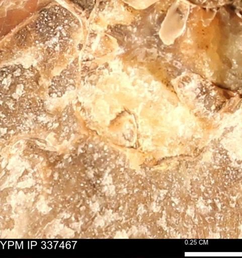 Hoploscaphites sp.