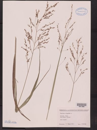 Panicum virgatum