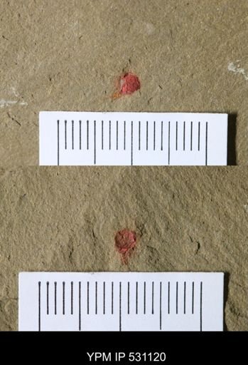 undet. Xiphosurida