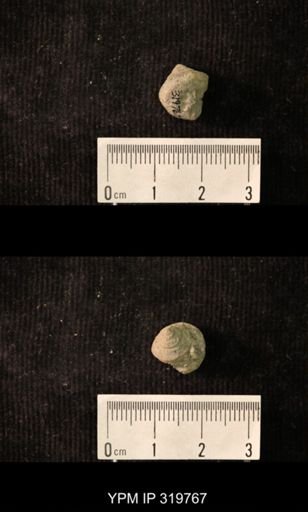Worthenia speciosa