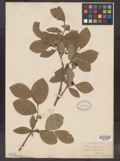 Dirca palustris