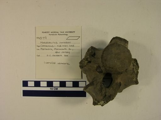 Mosasaurus conodon