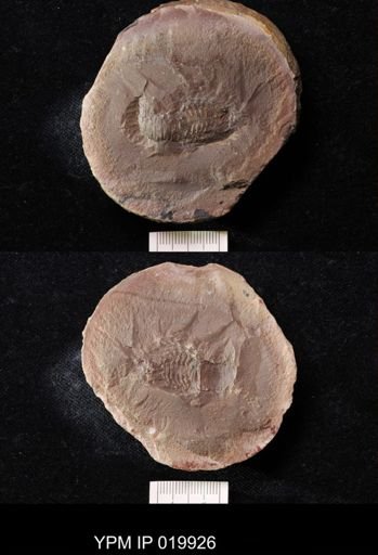 Anthracaris gracilis