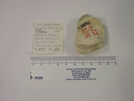 Teleoceras fossiger