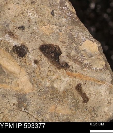taxon undetermined