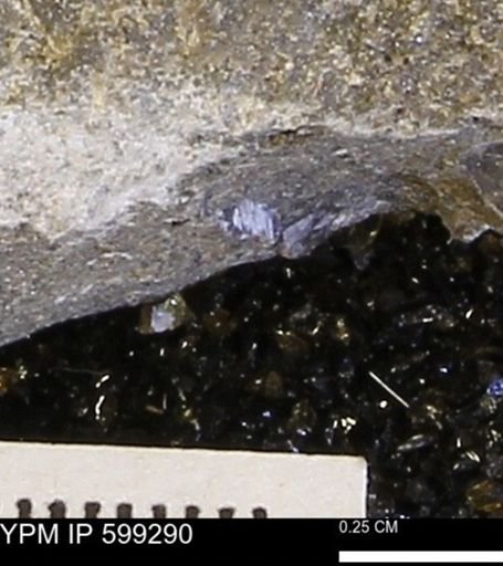 Protocardia subquadrata