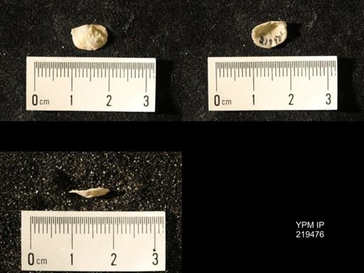 Chonetes granulifer