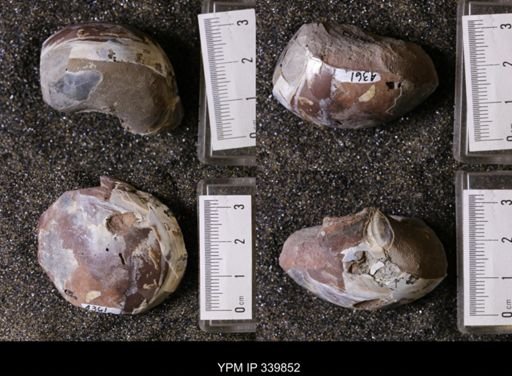 Eutrephoceras sp.