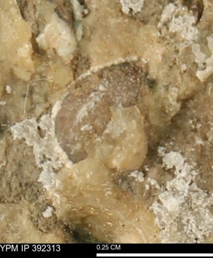 Protocardia subquadrata