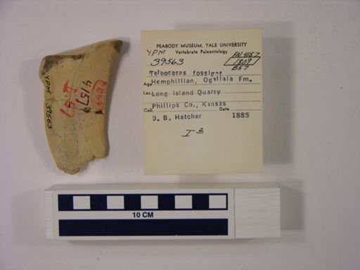 Teleoceras fossiger