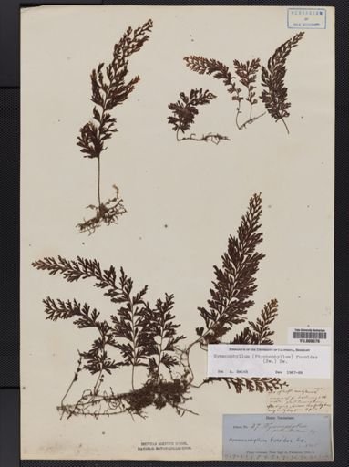 Hymenophyllum