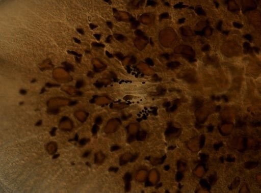 Pleioplana atomata
