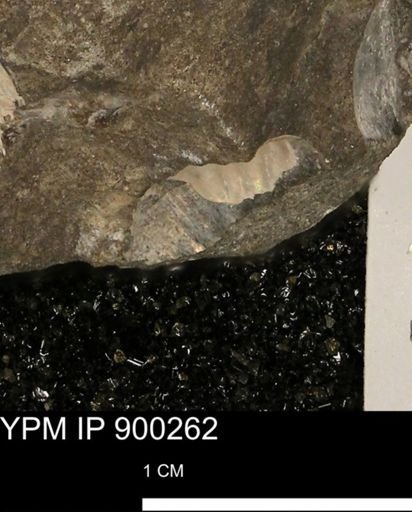 undet. Ammonoidea