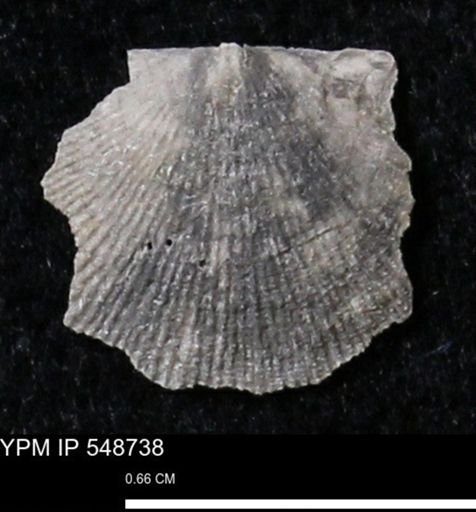 Stropheodonta perplana