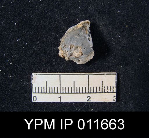 Marginifera cristobalensis