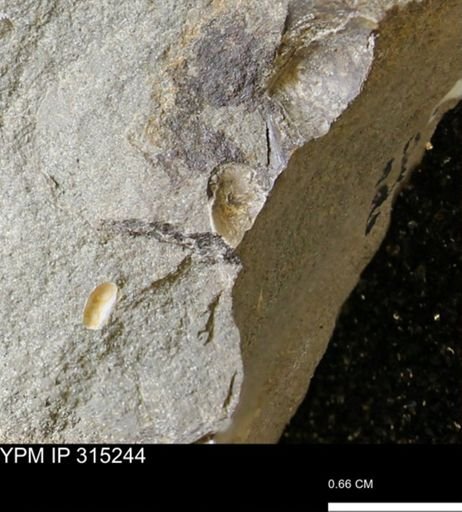 undet. Bivalvia
