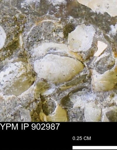 Corbulamella gregaria