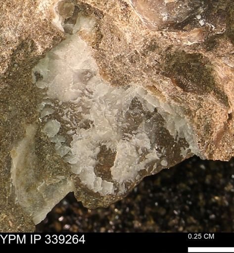 undet. Ostreidae