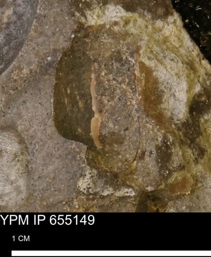 Mollusca
