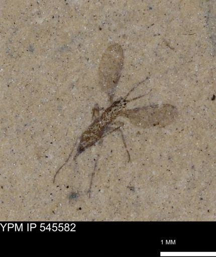 undet. Diptera