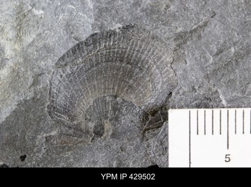 Pseudaviculopecten princeps