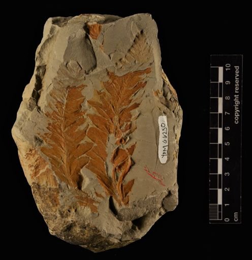 Onoclea sensibilis fossilis