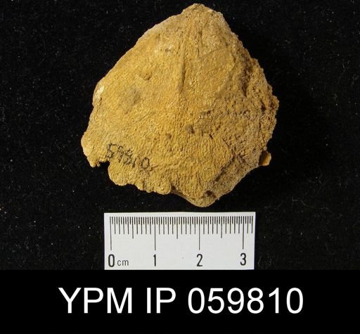 Hipparionyx sp.
