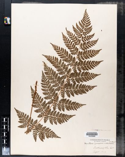 Dryopteris spinulosa