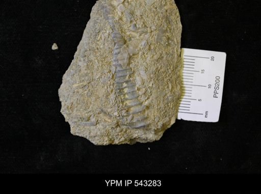 Spyroceras sp.