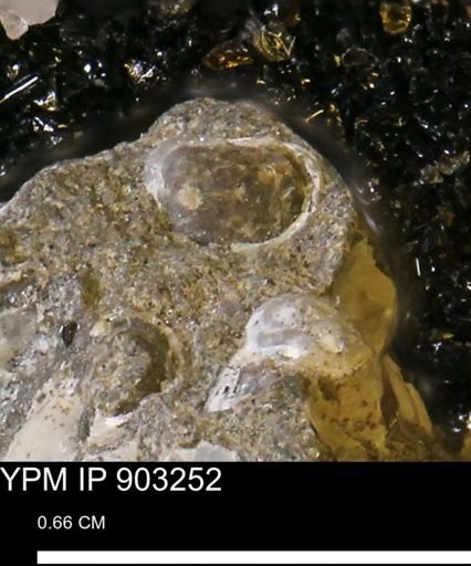 undet. Bivalvia