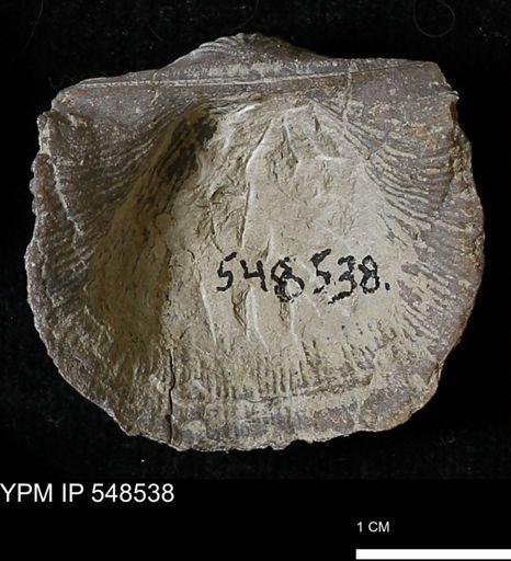 Stropheodonta navalis