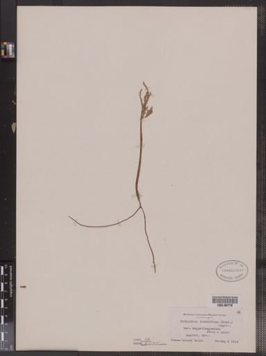 Botrychium lanceolatum