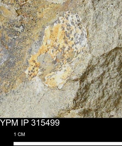 undet. Mollusca