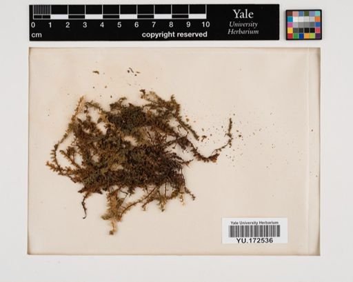 Plantae