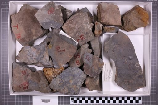 mixed taxa, stratigraphic collection