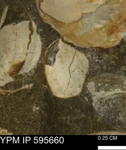 Protocardia sp.