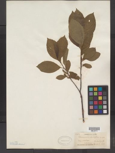 Rhamnus alnifolia