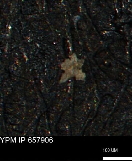 undet. Porifera