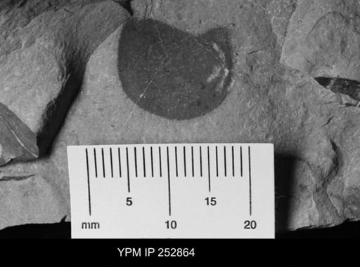 undet. Eurypterida