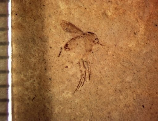 undet. Mycetophilidae