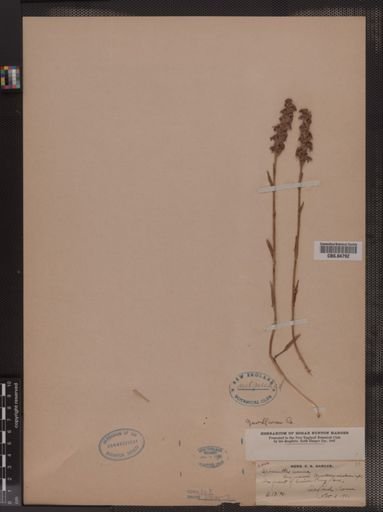 Spiranthes cernua