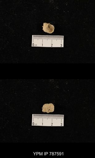 undet. Brachiopoda