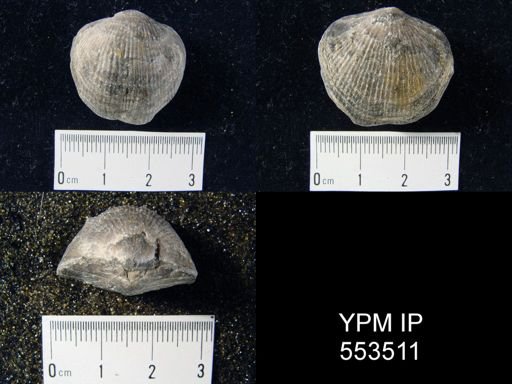 Atrypa sp.