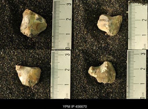 undet. Scaphitidae