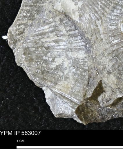 Oxytoma (Hypoxytoma) sp.